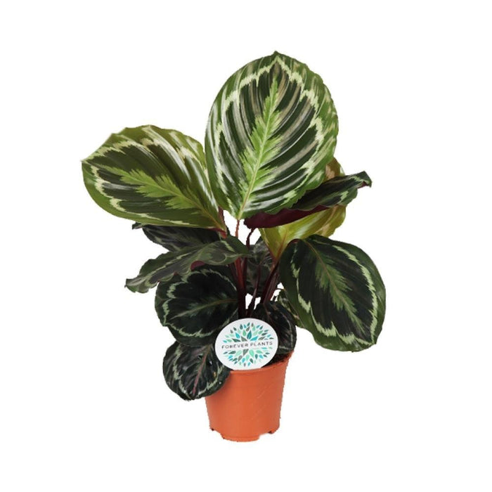 Calathea Medaljon