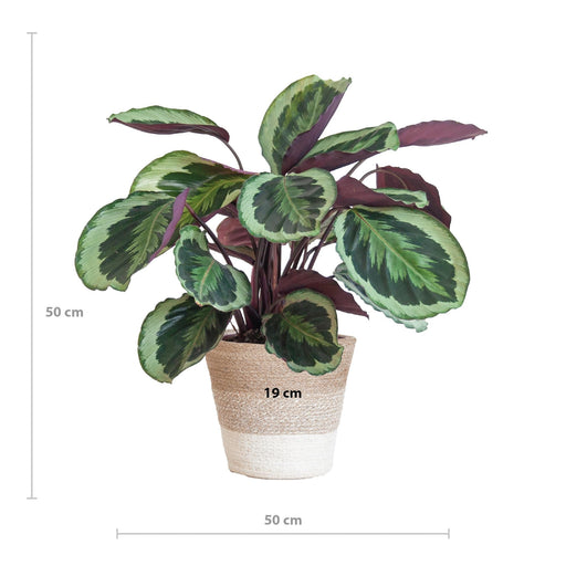 Calathea Medaillon Og Dens Gryde