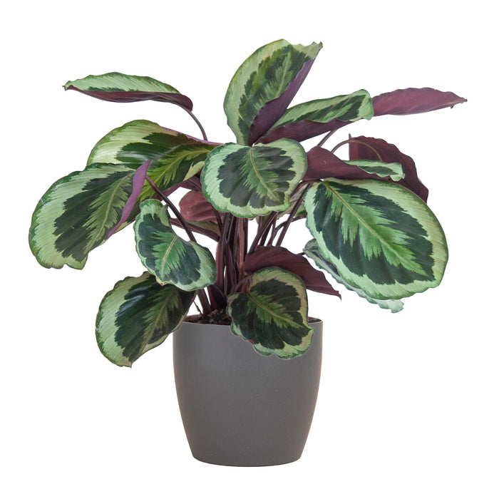 Calathea Medaillon Og Dens Gryde