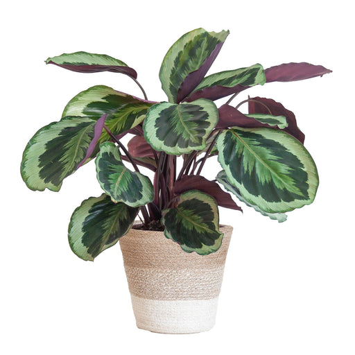 Calathea Medaillon Og Dens Gryde