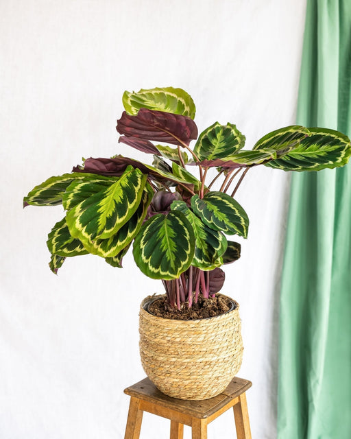 Calathea Medaljon