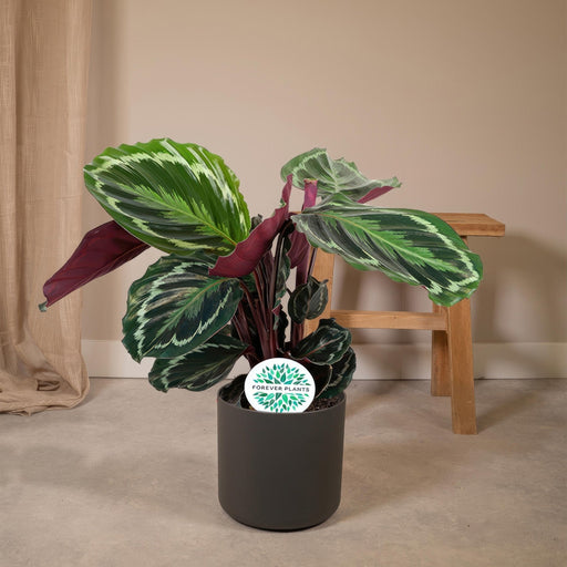 Calathea Medaljon
