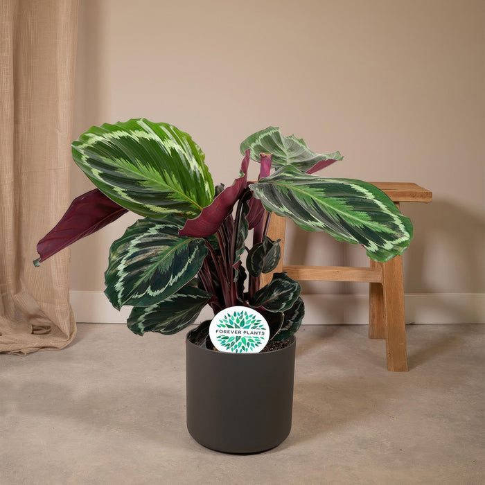 Calathea Medaljon