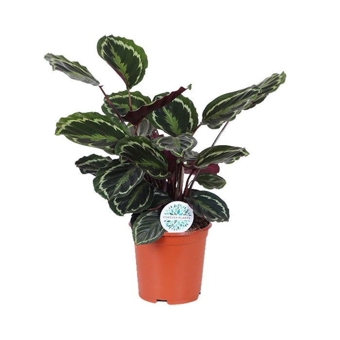 Calathea Medaljon