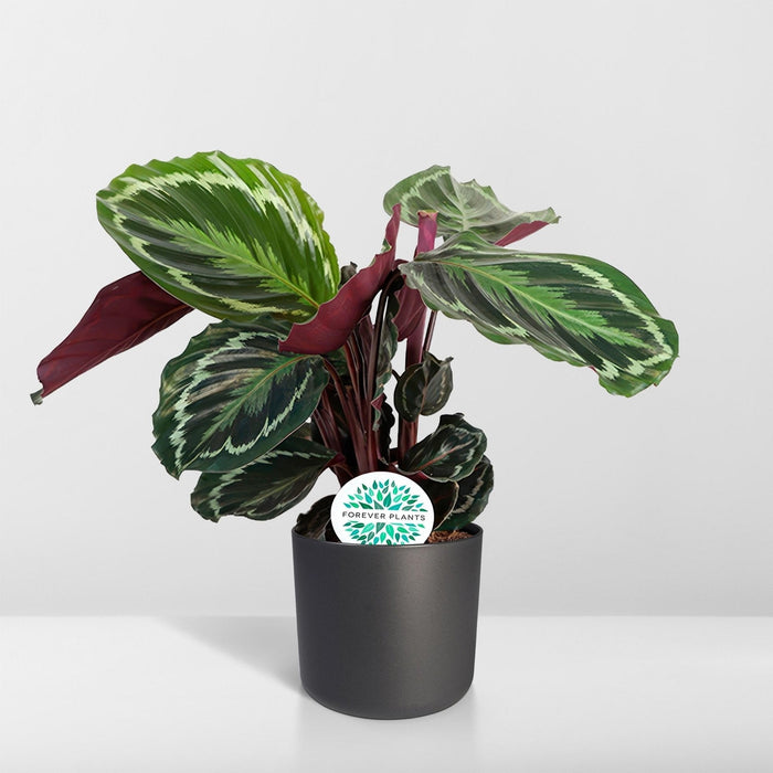 Calathea Medaljon