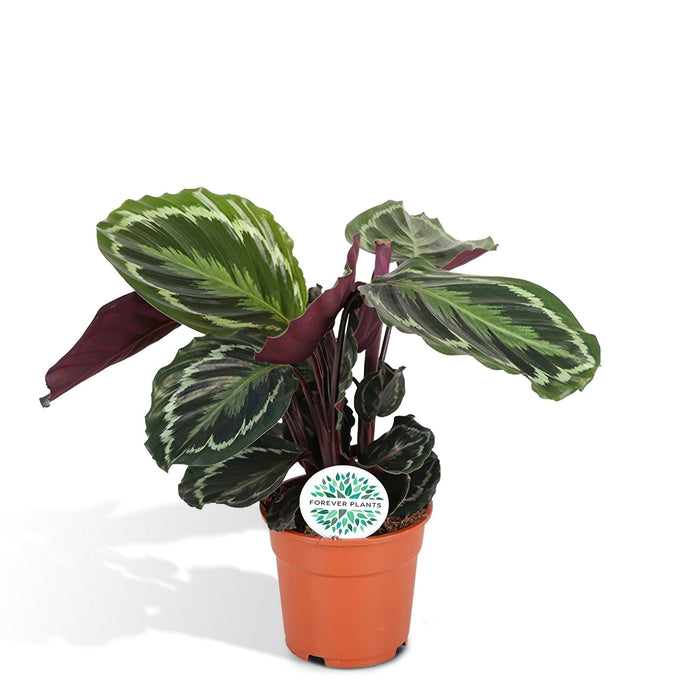Calathea Medaljon