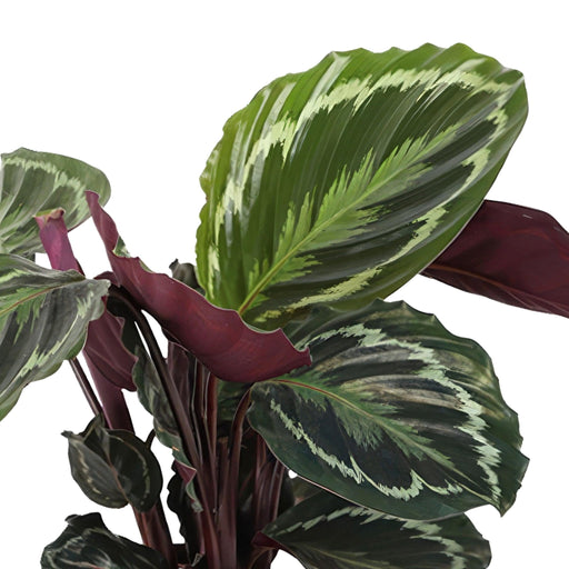 Calathea Medaljon