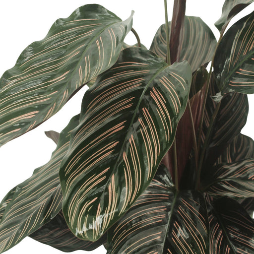 Calathea Ornata - Sæt Med 2