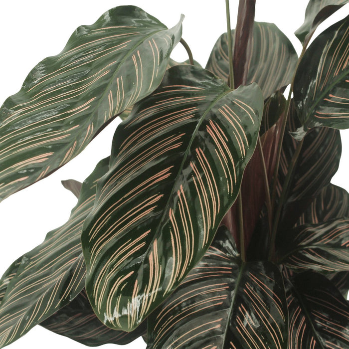 Calathea Ornata - Sæt Med 2