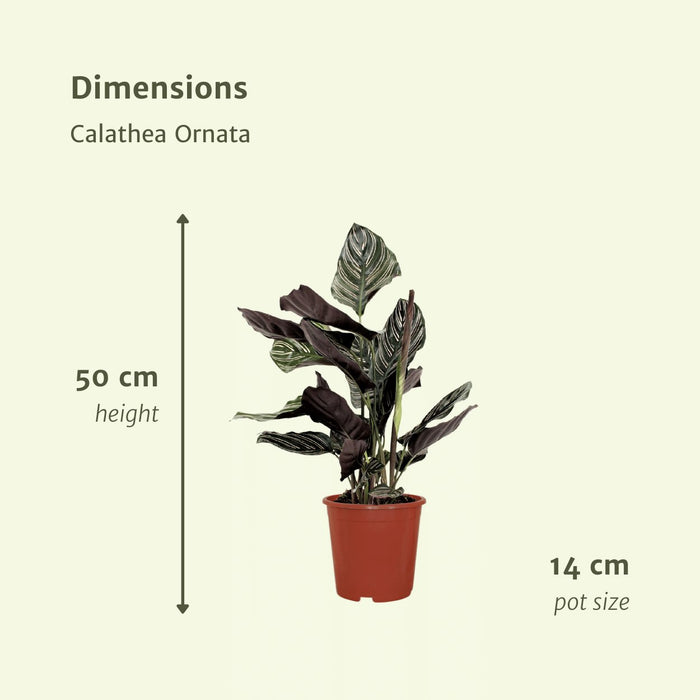 Calathea Ornata - Sæt Med 2