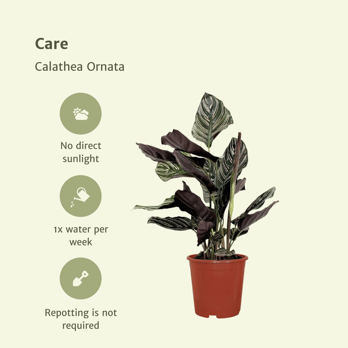 Calathea Ornata - Sæt Med 2