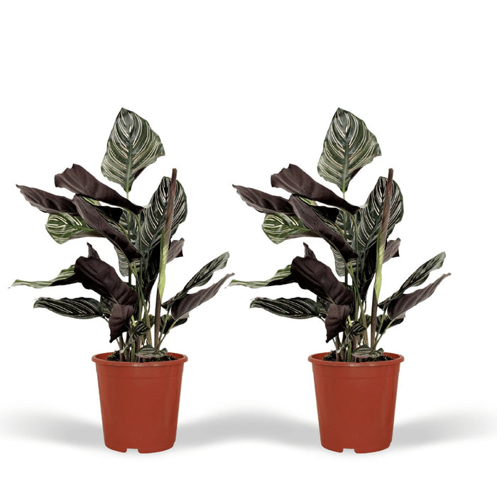 Calathea Ornata - Sæt Med 2