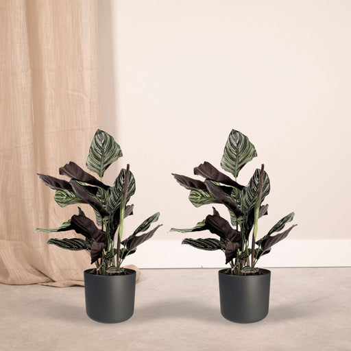 Calathea Ornata - Sæt Med 2