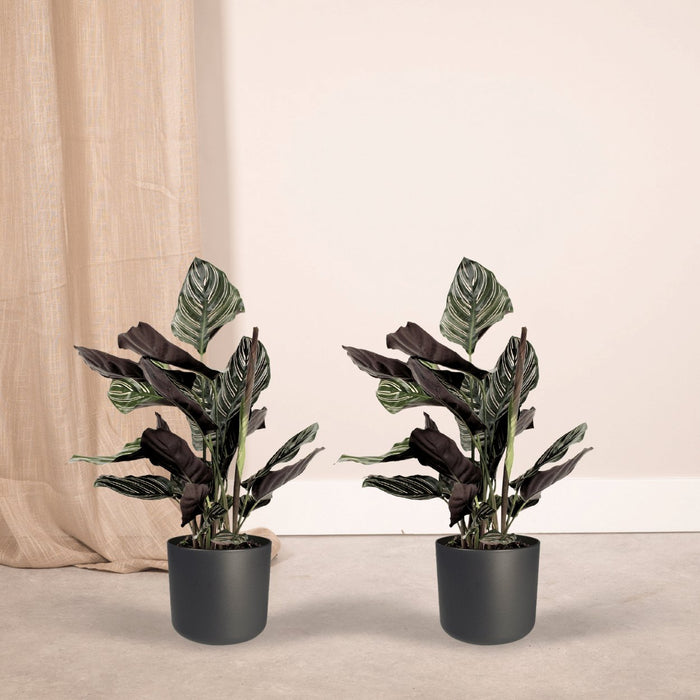 Calathea Ornata - Sæt Med 2