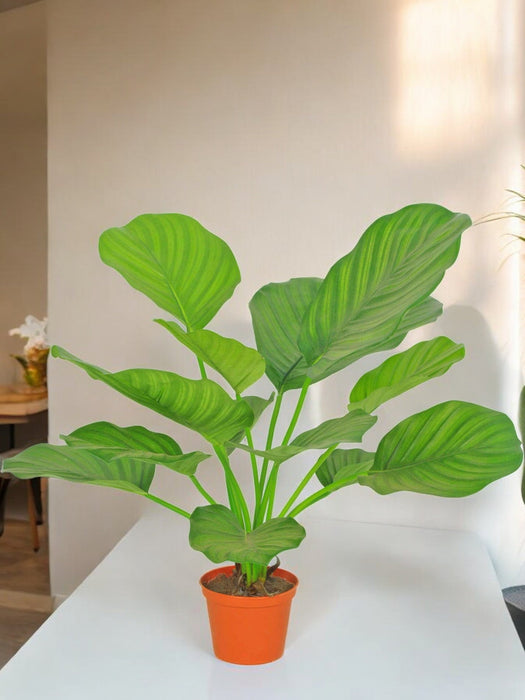 Calathea Orbifolia - Kunstig Grøn Plante
