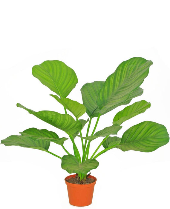 Calathea Orbifolia - Kunstig Grøn Plante