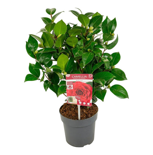 Camellia Japonica Sort Blonde