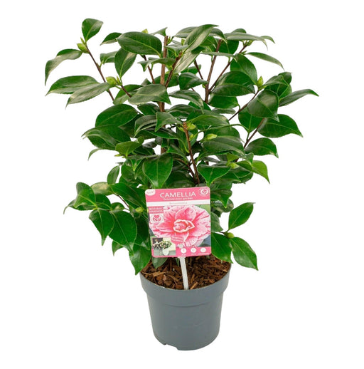 Camellia Japonica Bonomiana - Udendørs Blomstrende Busk
