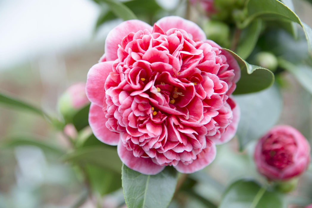 Camellia Japanica. 'Volunteer'® - ↨20Cm - Ø13Cm - Blomstrende Udendørs Plante