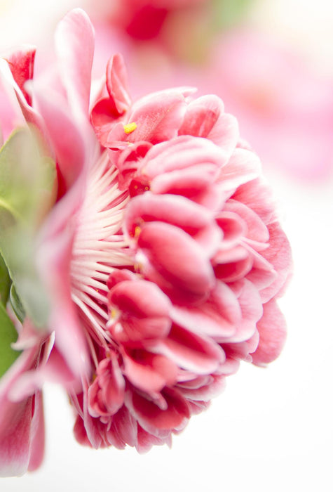 Camellia Japanica. 'Volunteer'® - ↨20Cm - Ø13Cm - Blomstrende Udendørs Plante