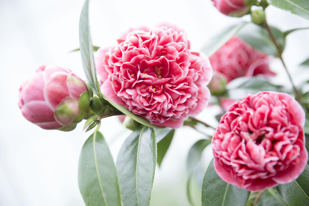 Camellia Japanica. 'Volunteer'® - ↨20Cm - Ø13Cm - Blomstrende Udendørs Plante