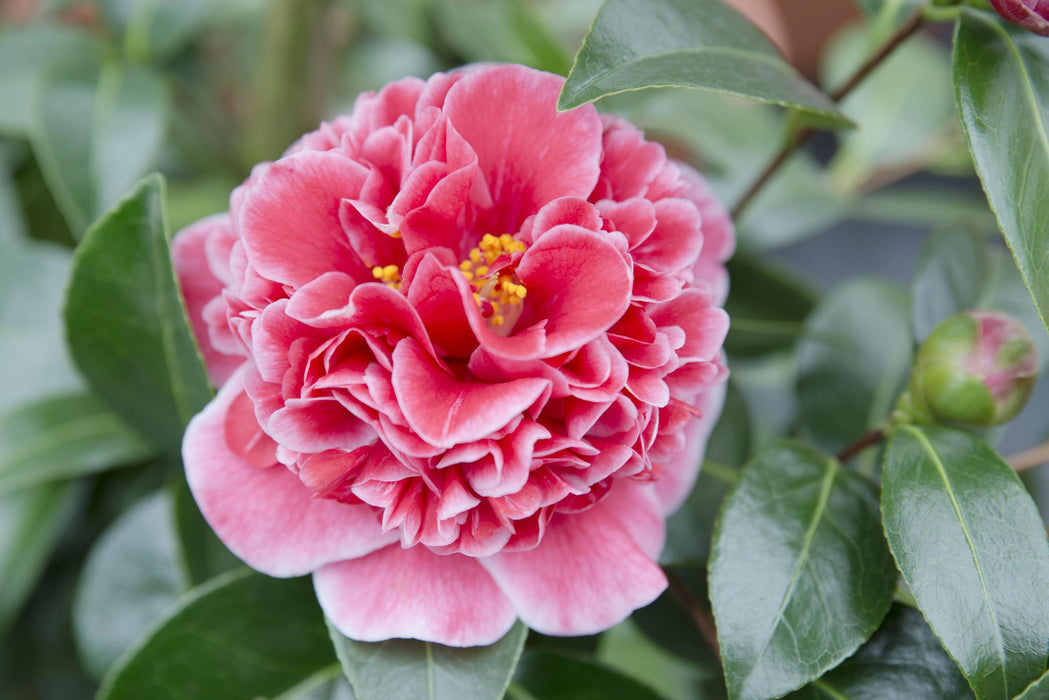Camellia Japanica. 'Volunteer'® - ↨20Cm - Ø13Cm - Blomstrende Udendørs Plante