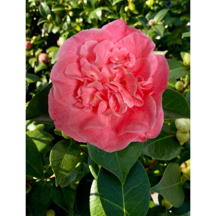 Camellia 'Mary Williams' - ↨70Cm - Ø24Cm - Blomstrende Udendørs Plante