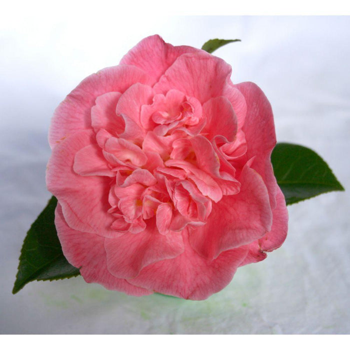 Camellia 'Mary Williams' - ↨70Cm - Ø24Cm - Blomstrende Udendørs Plante