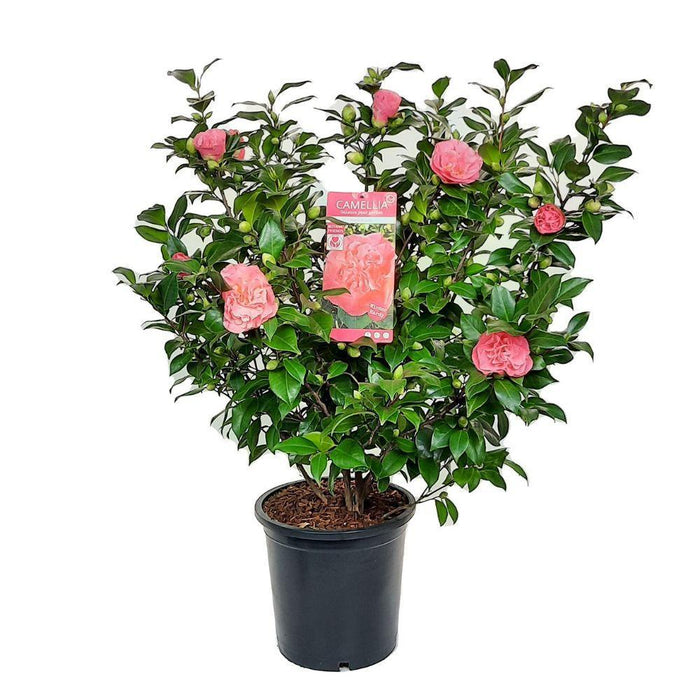 Camellia 'Mary Williams' - ↨70Cm - Ø24Cm - Blomstrende Udendørs Plante
