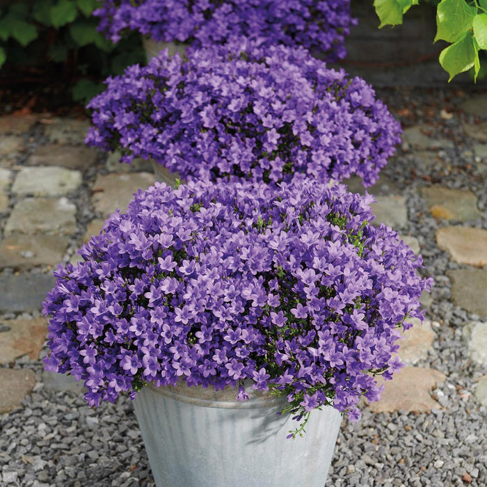 Campanula Addenda - 12 Vinterviolet Haveplanter