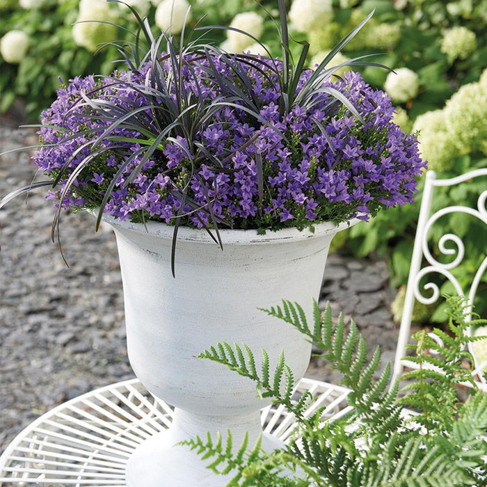 Campanula Addenda - 12 Vinterviolet Haveplanter
