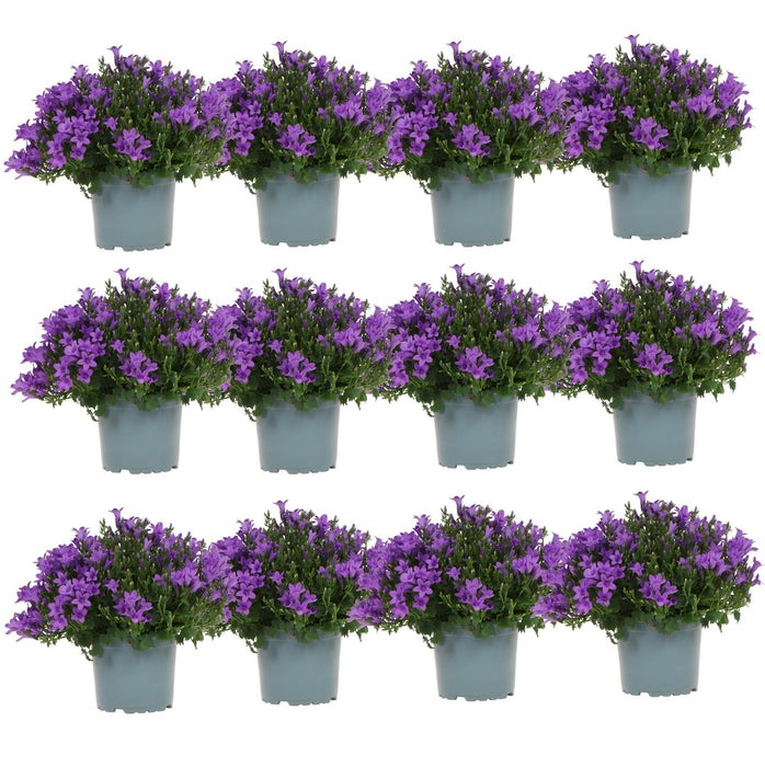 Campanula Addenda - 12 Vinterviolet Haveplanter