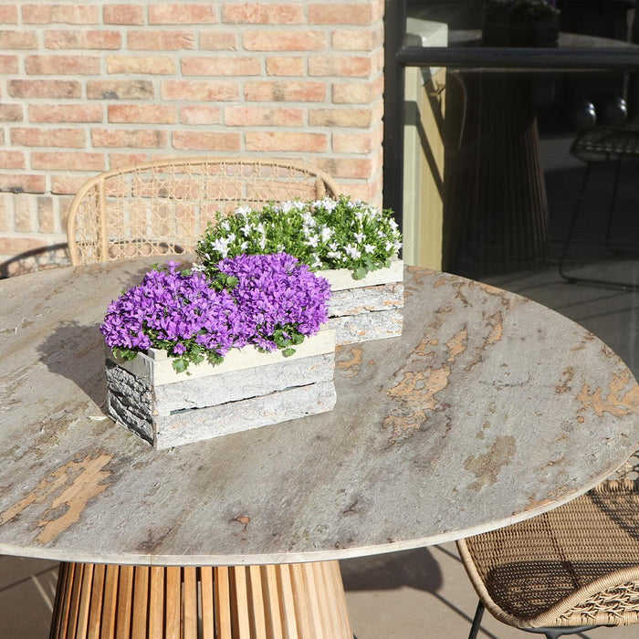 Campanula Addenda Ambella Intense Purple I Trækasse