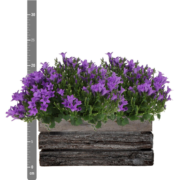 Campanula Addenda Ambella Intense Purple I Trækasse