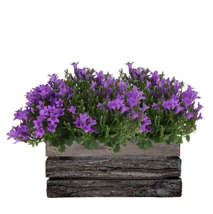 Campanula Addenda Ambella Intense Purple I Trækasse