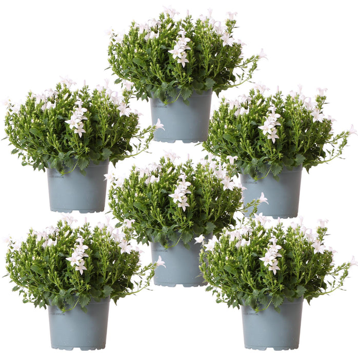 Campanula Addenda Ambella Hvid - 6 Stykker - Vinterhave