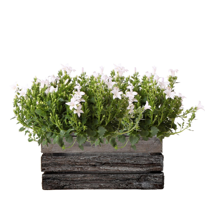 Campanula Addenda White Ambella – Trækasse Med 2 Planter