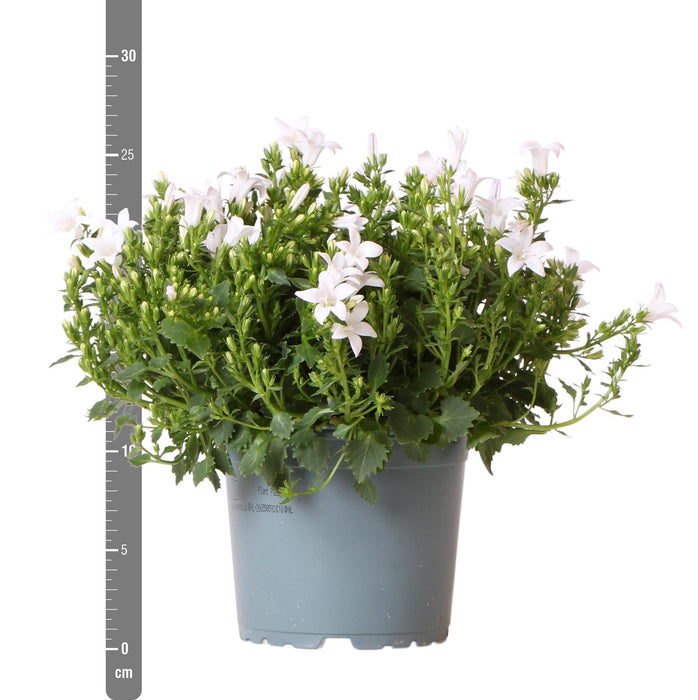 Campanula Addenda White - 12 Vinterhårdførende Planter