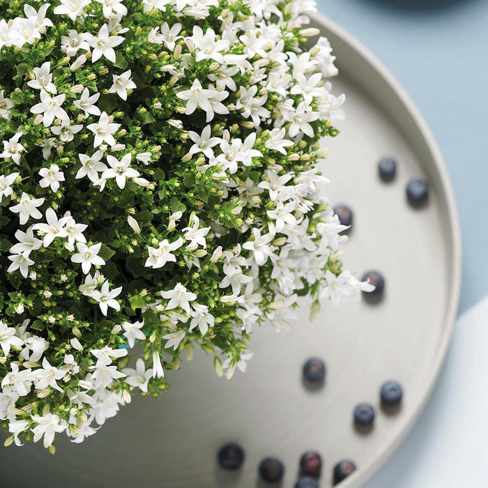 Campanula Addenda White - 12 Vinterhårdførende Planter