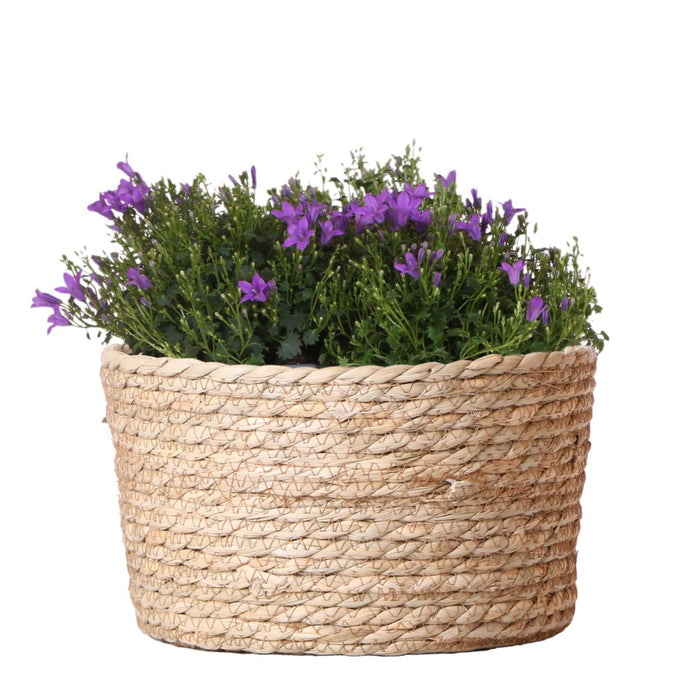 Campanula Addenda Violet I Flettet Kurv Med Vandbeholder