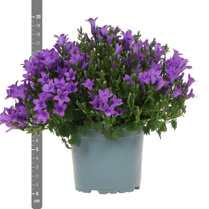 Campanula Addenda Violet - Sæt Med 6 Planter Facadier