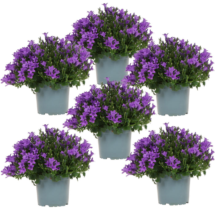 Campanula Addenda Violet - Sæt Med 6 Planter Facadier