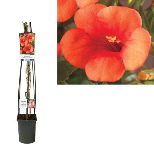 Campsis Bignone Appelsintræ D23Cm H115Cm
