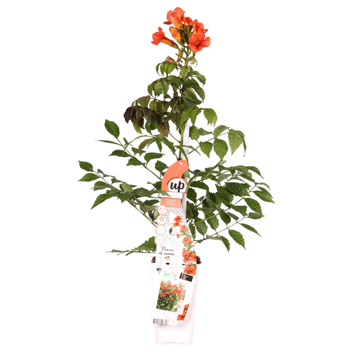 Campsis Summer Jazz 'Ild Trumpet'