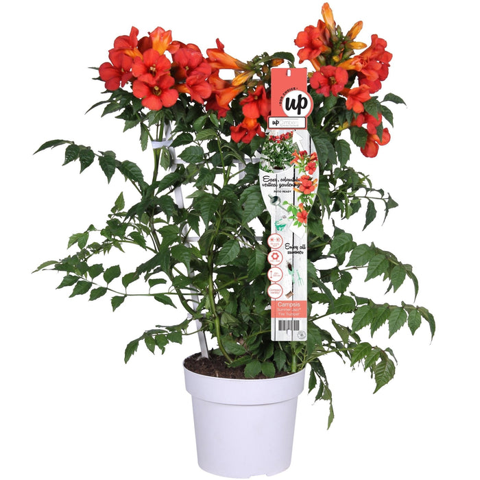 Campsis Summer Jazz 'Ild Trumpet'