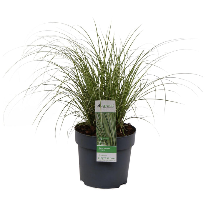 Carex Bruniena 'Variegata' - ↨30Cm - Ø14 - Græsser - Udendørs Plante