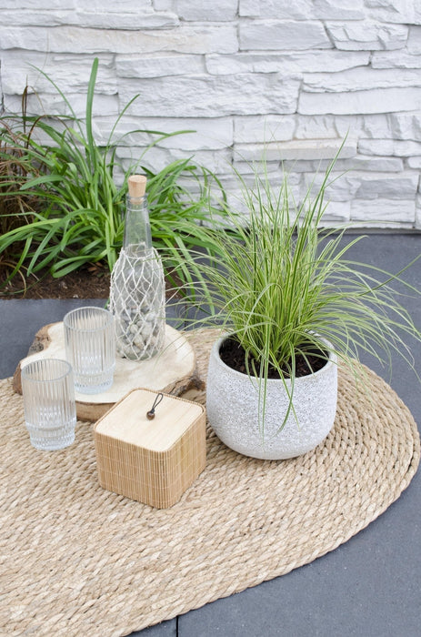 Carex Bruniena 'Variegata' - ↨30Cm - Ø14 - Græsser - Udendørs Plante