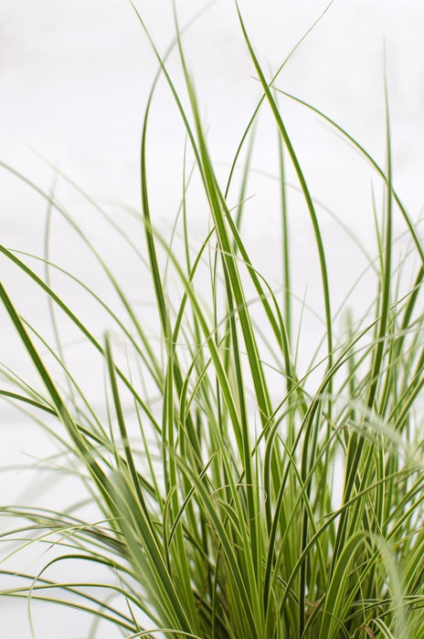 Carex Bruniena 'Variegata' - ↨30Cm - Ø14 - Græsser - Udendørs Plante