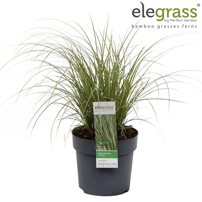 Carex Bruniena 'Variegata' - ↨30Cm - Ø14 - Græsser - Udendørs Plante