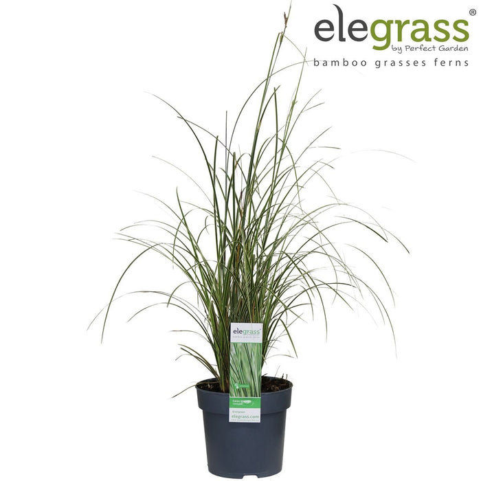 Carex Bruniena 'Variegata' - ↨30Cm - Ø14 - Græsser - Udendørs Plante